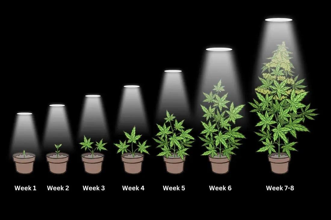 Cómo cultivar Autoflorecientes o Automáticas con LED [Guía Paso a Paso]