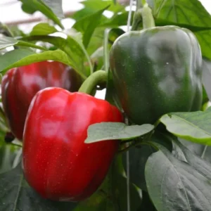Morrones y Pimientos