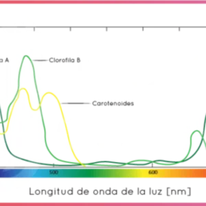 VITAL vs Full Spectrum vs Luz Blanca