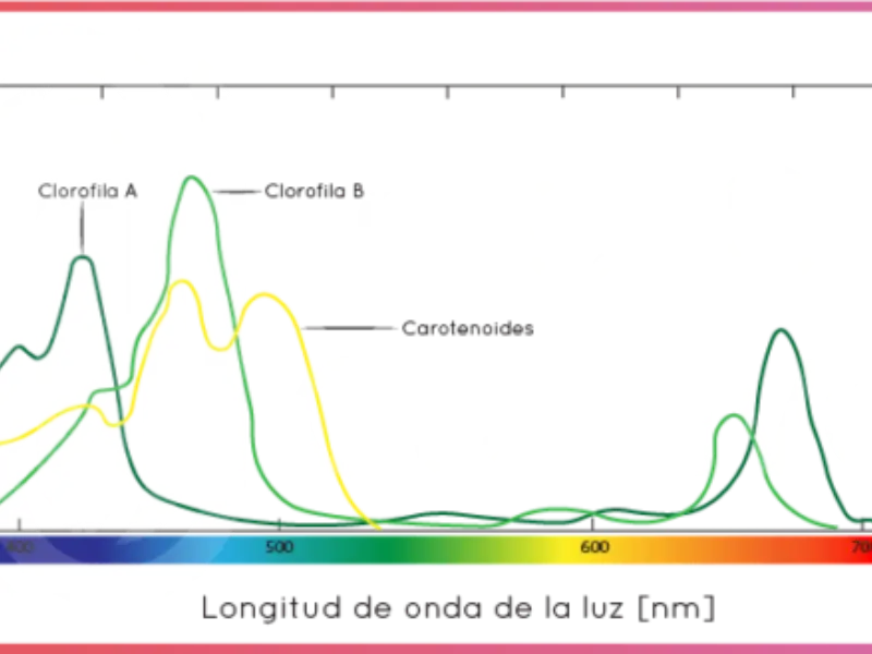 VITAL vs Full Spectrum vs Luz Blanca