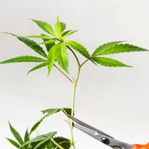 ¿Cómo hacer esquejes de Marihuana o Cannabis solo con agua? – [Guía Paso a Paso]