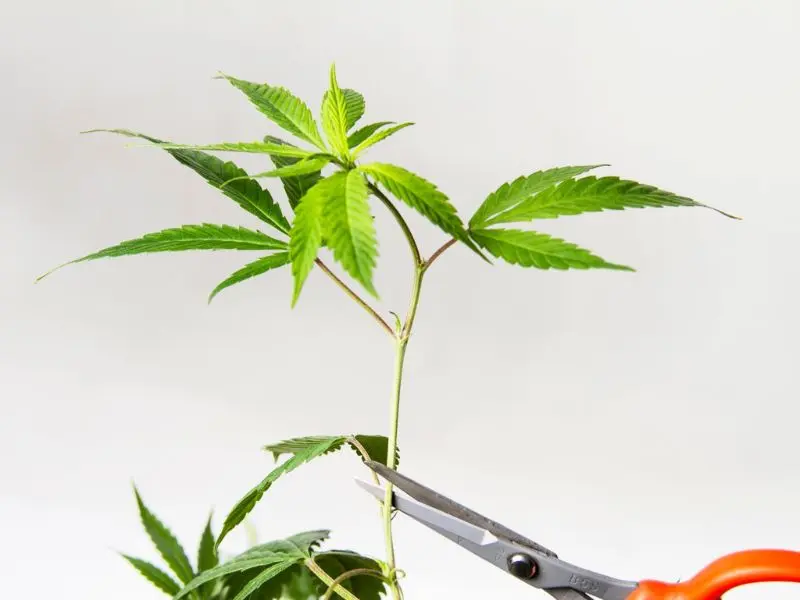 ¿Cómo hacer esquejes de Marihuana o Cannabis solo con agua? – [Guía Paso a Paso]