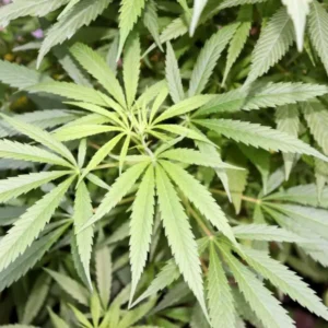 Esqueje de cannabis en floración listo para revegetar con la técnica de Monster Cropping