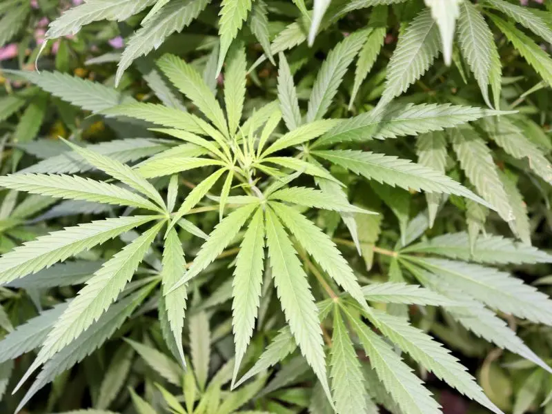 Esqueje de cannabis en floración listo para revegetar con la técnica de Monster Cropping