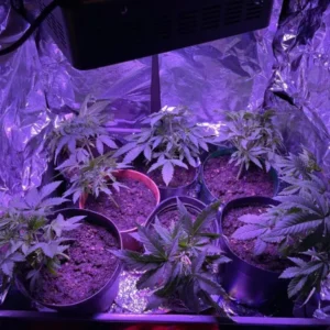 Comparativa de iluminación para cultivo indoor en Argentina con luces LED, Sodio y LEC