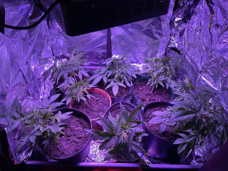 Comparativa de iluminación para cultivo indoor en Argentina con luces LED, Sodio y LEC