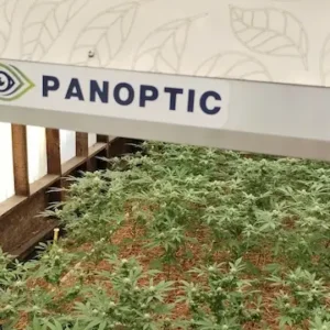 Esquema de diseño para armar una sala de cultivo indoor eficiente desde cero en Argentina