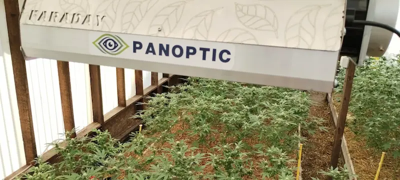 Esquema de diseño para armar una sala de cultivo indoor eficiente desde cero en Argentina