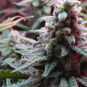 Resultado de cosecha de cannabis indoor de alta densidad con LED Espectro Vital