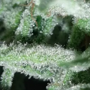 Kit Reprocann 80 (Carpa + LED L90 + 2x Poleas + 2x Ventiladores) - Imagen 9