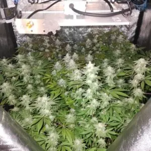 Kit Reprocann 80 (Carpa + LED L90 + 2x Poleas + 2x Ventiladores) - Imagen 8