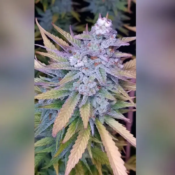 Hogarena-tricomas